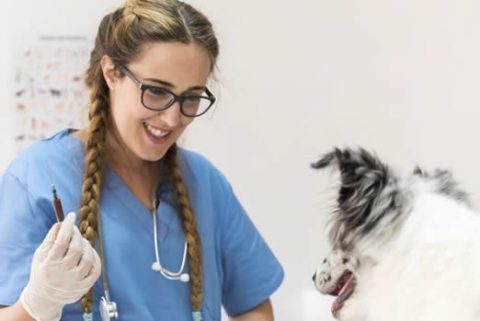 Atlas Animal Hospital Norco | Dog Symptom Checker